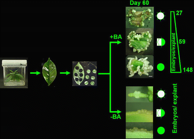 tissue culture and its applications